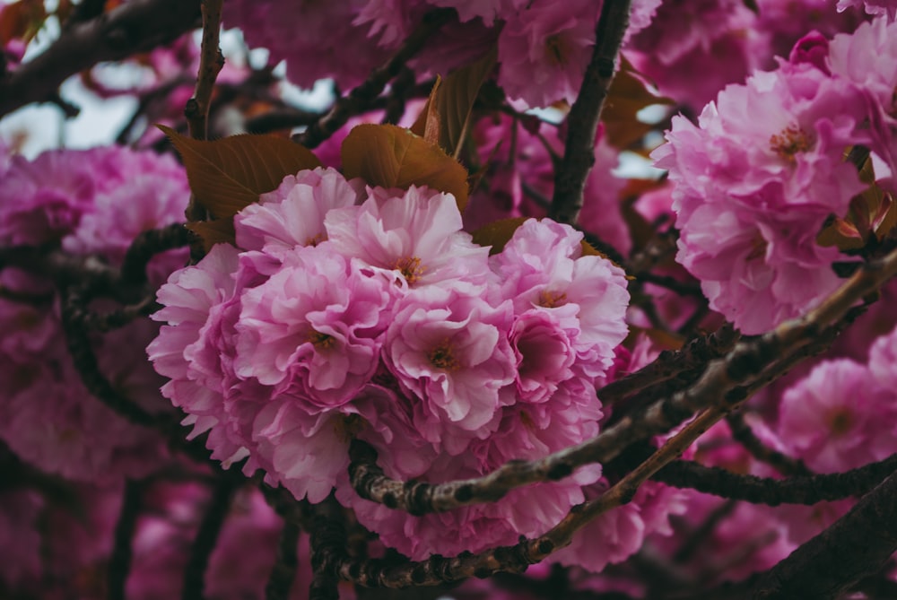 pink flowers are blooming on a tree