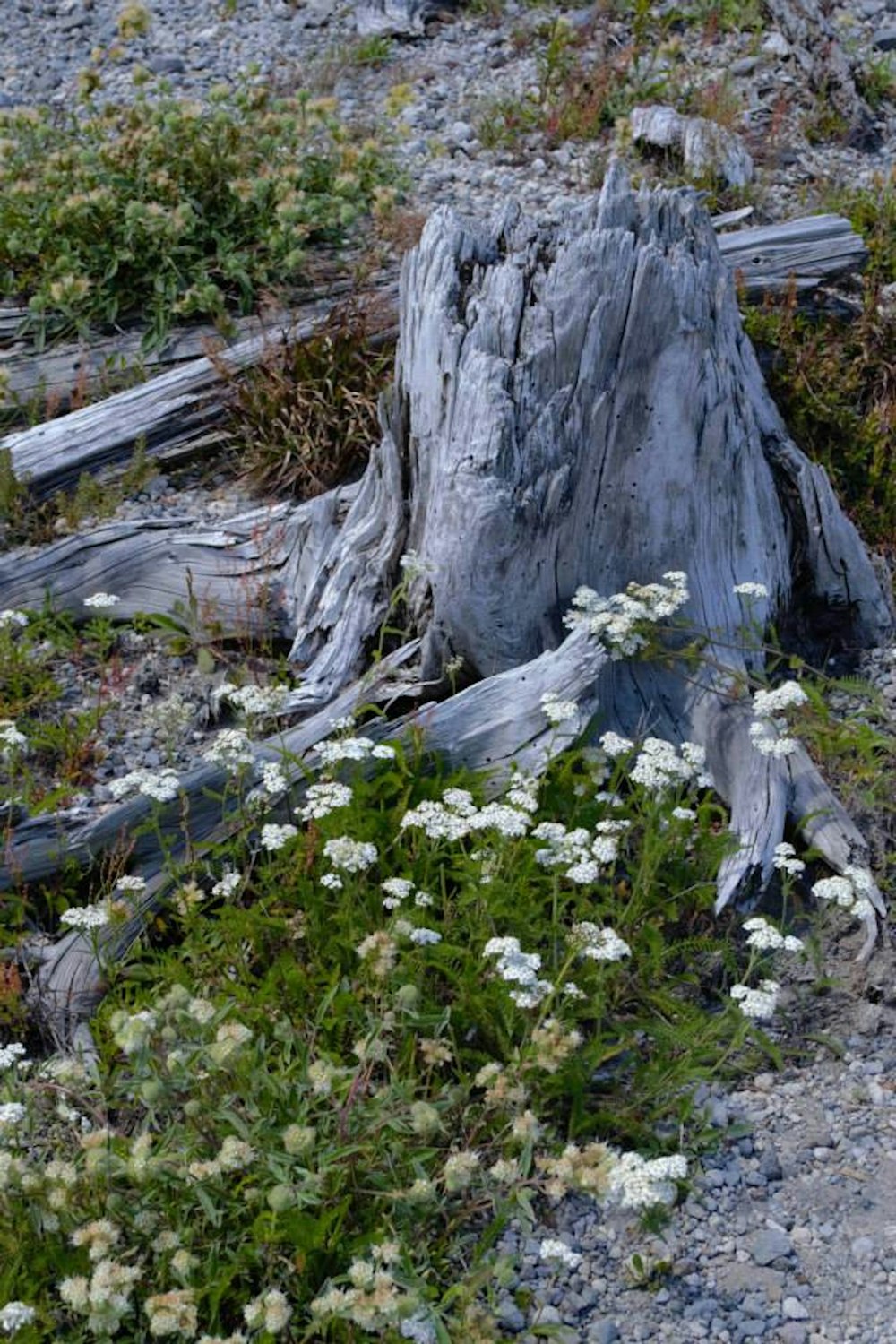 a dead tree stump sitting on top of a dirt field