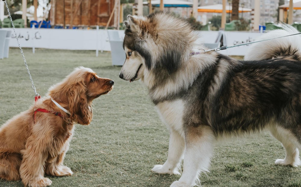 a couple of dogs that are on a leash