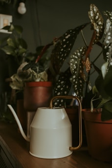 A white metal watering can with a gold handle is placed among several potted plants on a wooden surface. The plants have large leaves, some of which are dark green with white spots. The background is dark, emphasizing the rich colors of the leaves and the watering can.