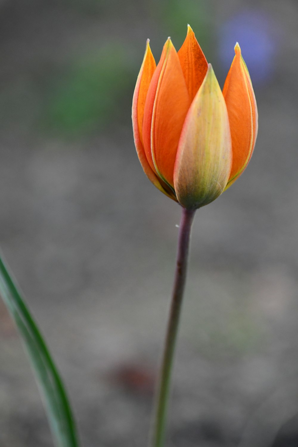 une seule fleur orange et jaune dans un vase