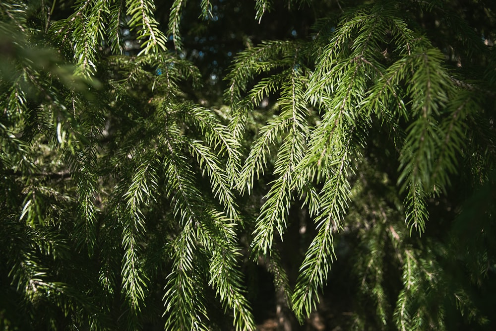 a close up of a pine tree branch