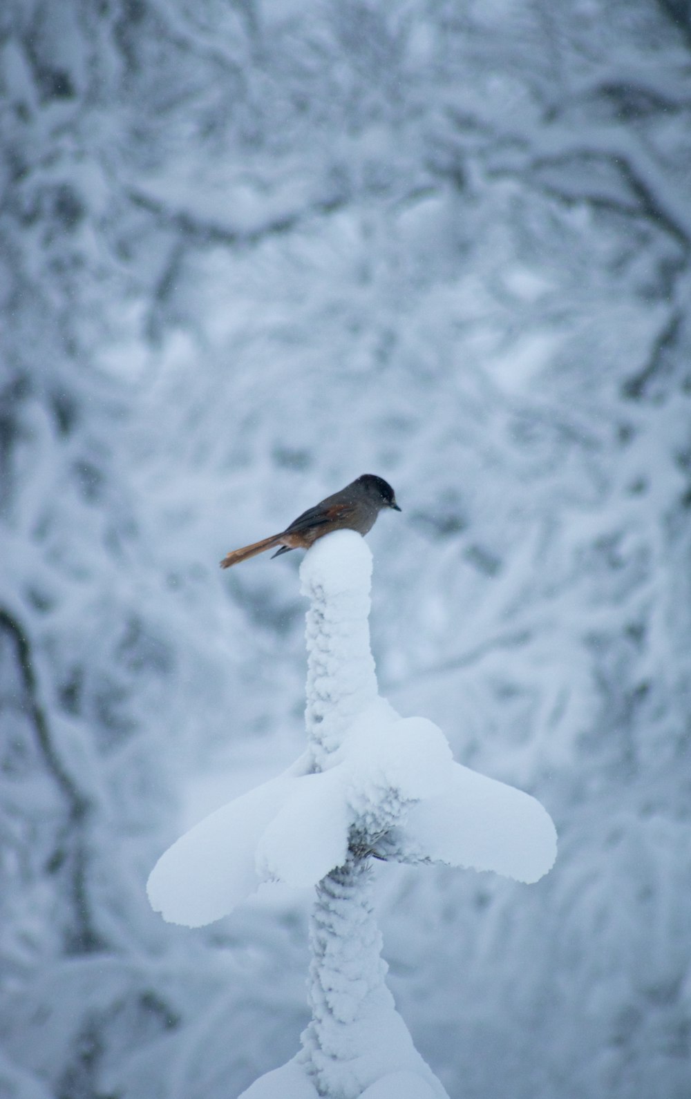 a bird sitting on top of a snow covered pole