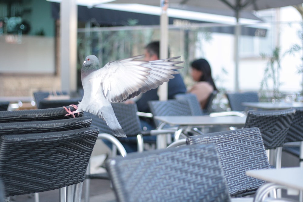 a pigeon sitting on top of a chair next to a table