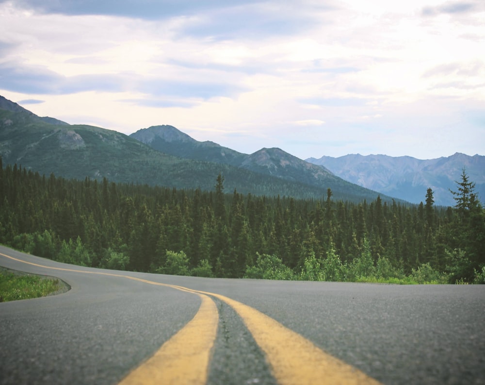 a yellow line on a road in the middle of a forest