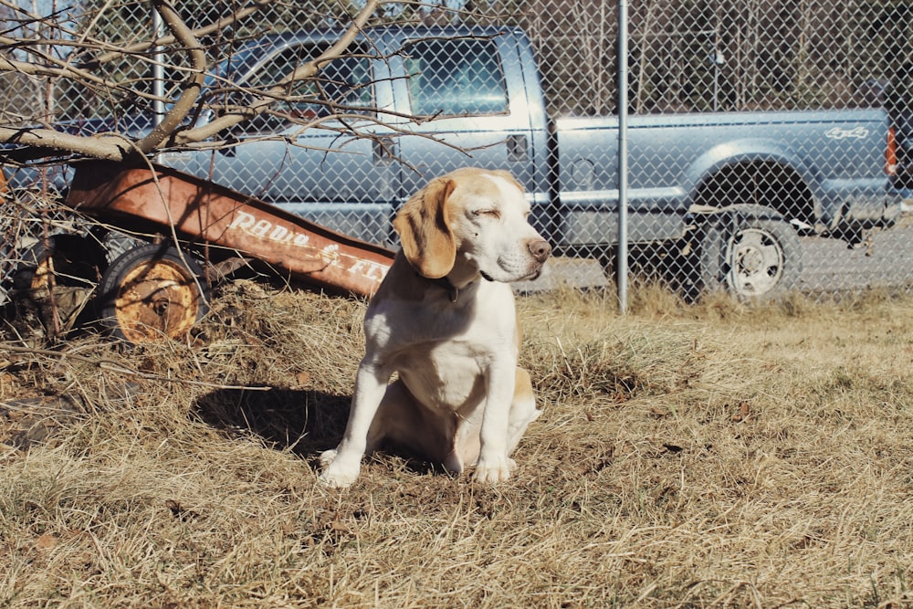 a dog sitting in the grass next to a truck