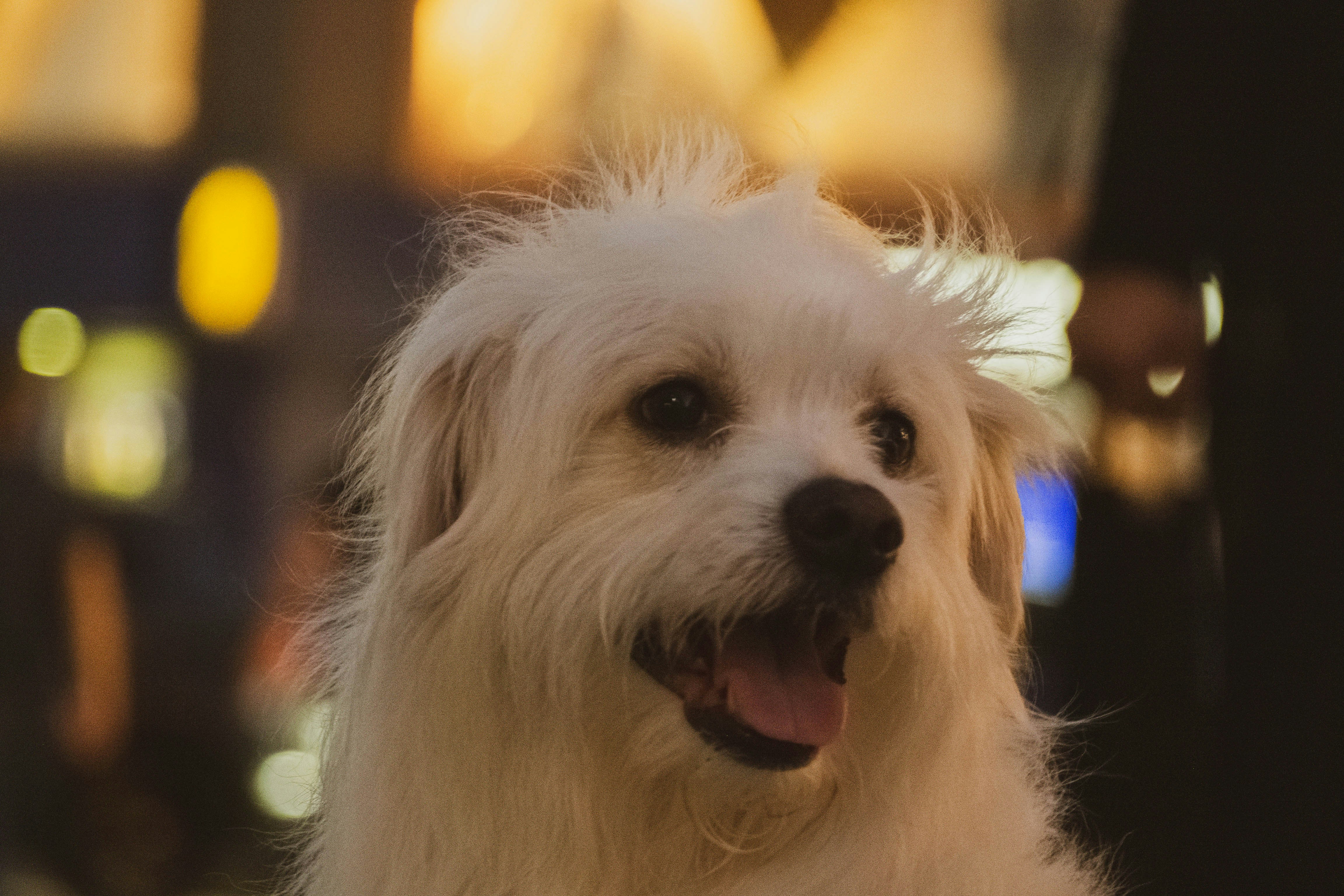 A small white dog standing on top of a sidewalk photo – Free Dog Image ...