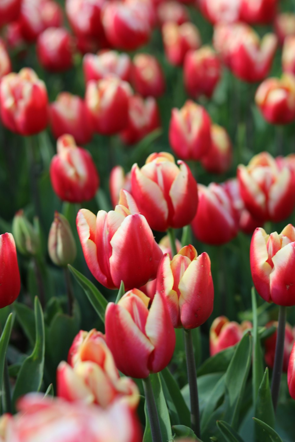 a field of red and white tulips with green leaves