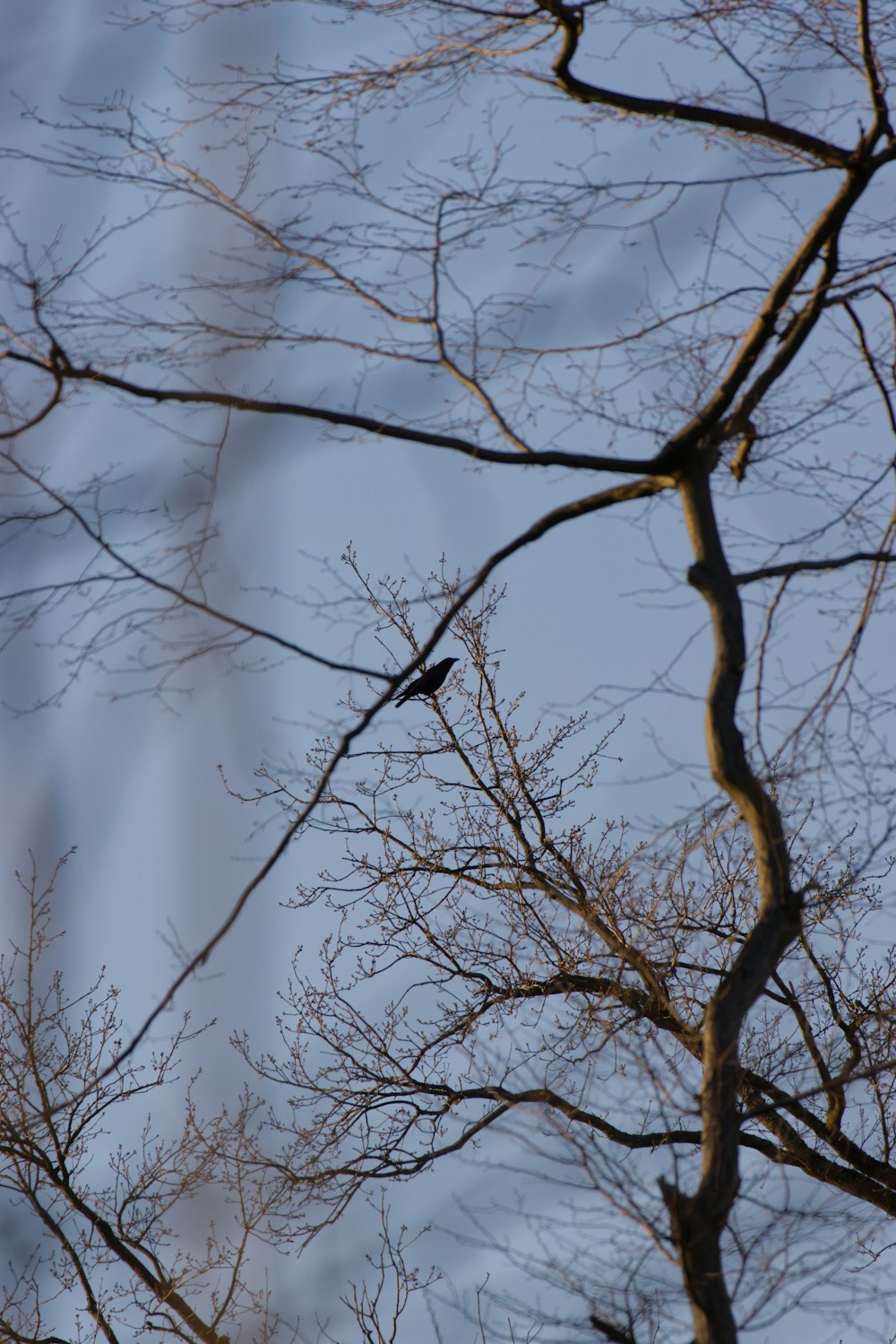 a bird sitting on a branch of a tree