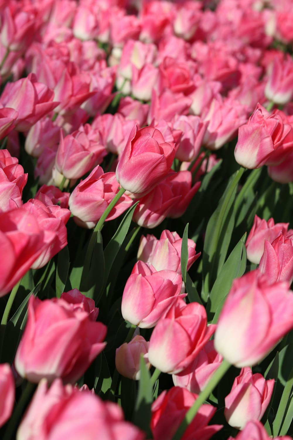 a field of pink tulips with green leaves