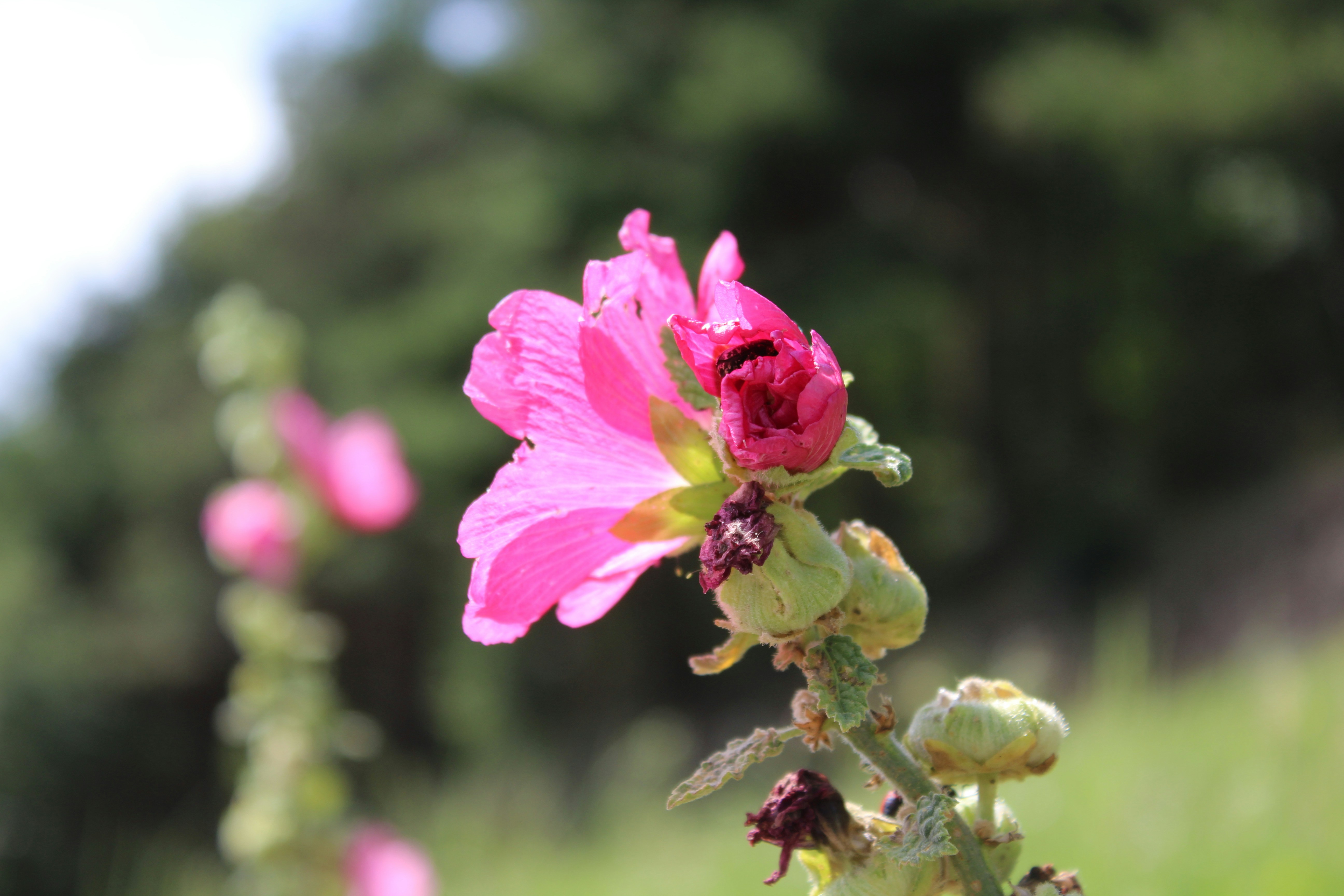 Photo by otacon_minasi