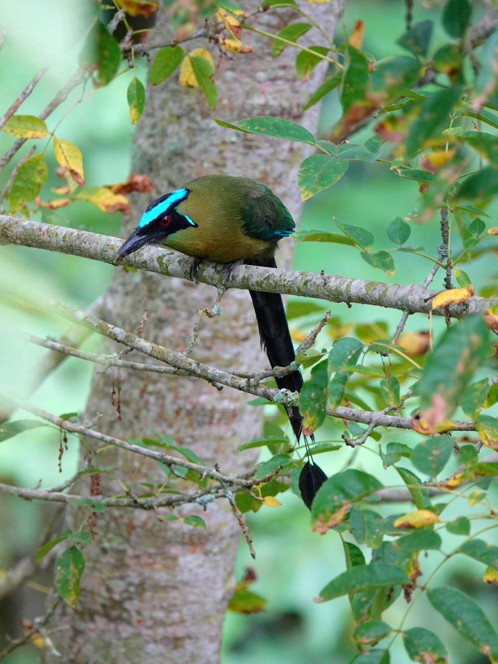 a small bird sitting on a tree branch