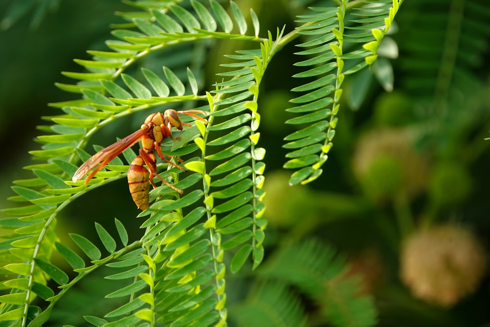 a couple of bugs sitting on top of a green leaf