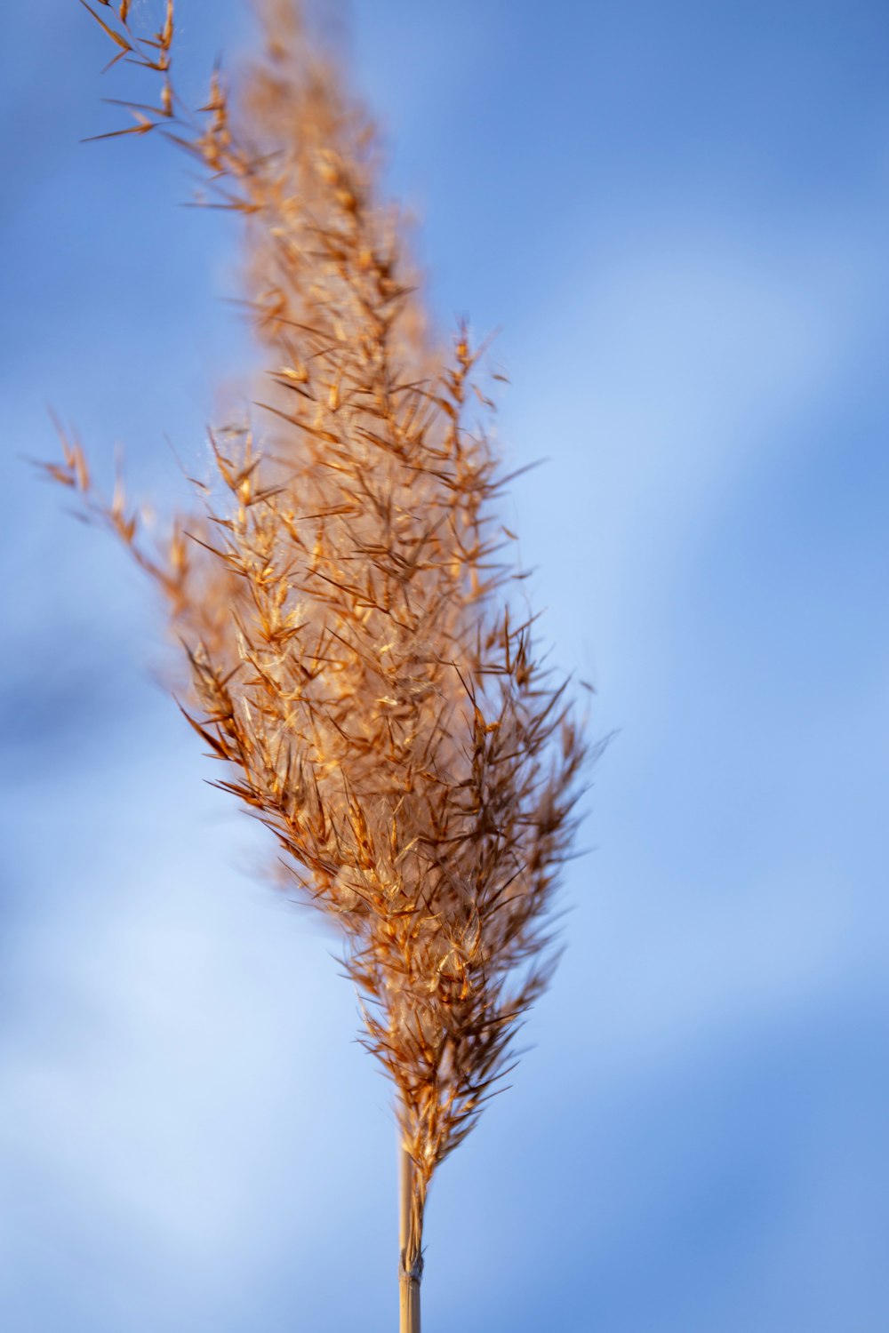 a close up of a plant with a blue sky in the background
