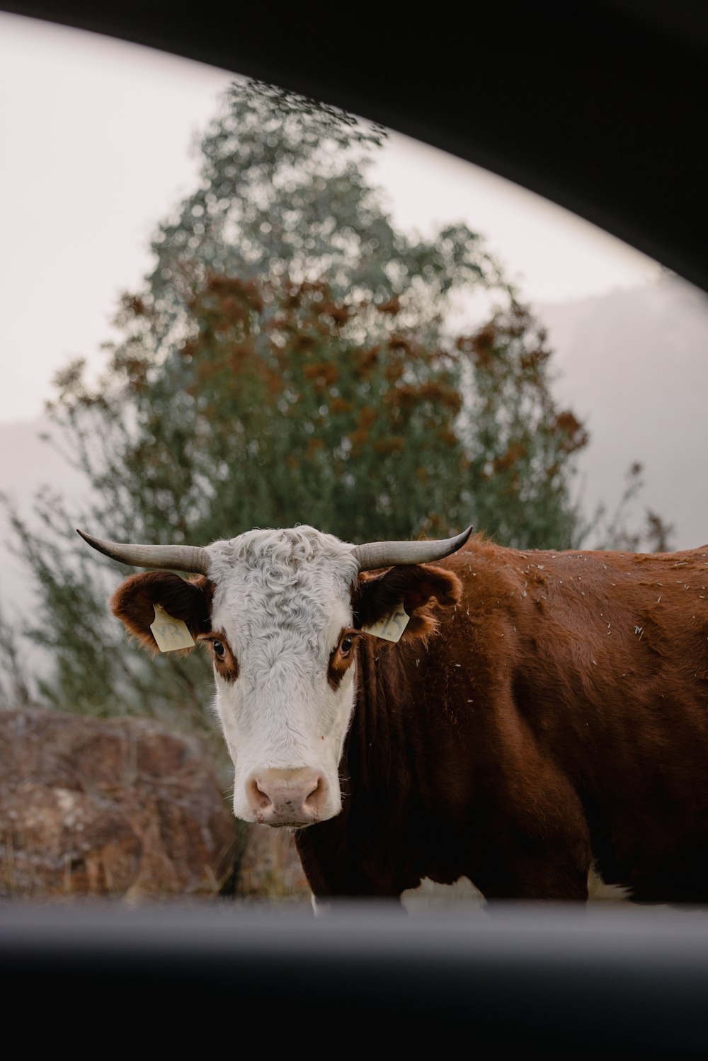 a cow with horns standing in a field