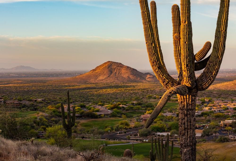 a large cactus in the middle of a desert