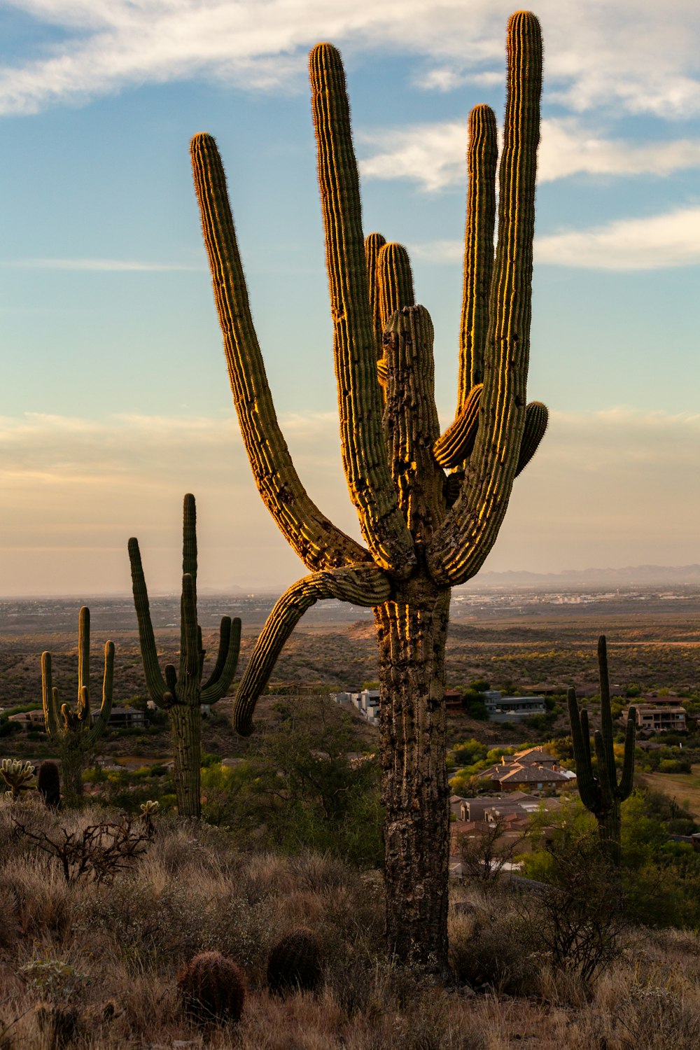 a large cactus in the middle of a desert