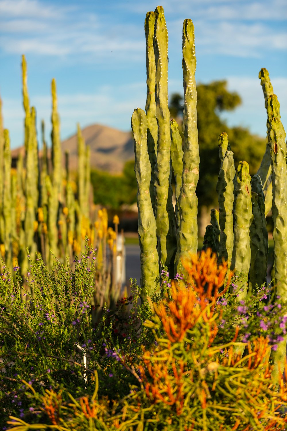 a large group of cactus plants in a garden