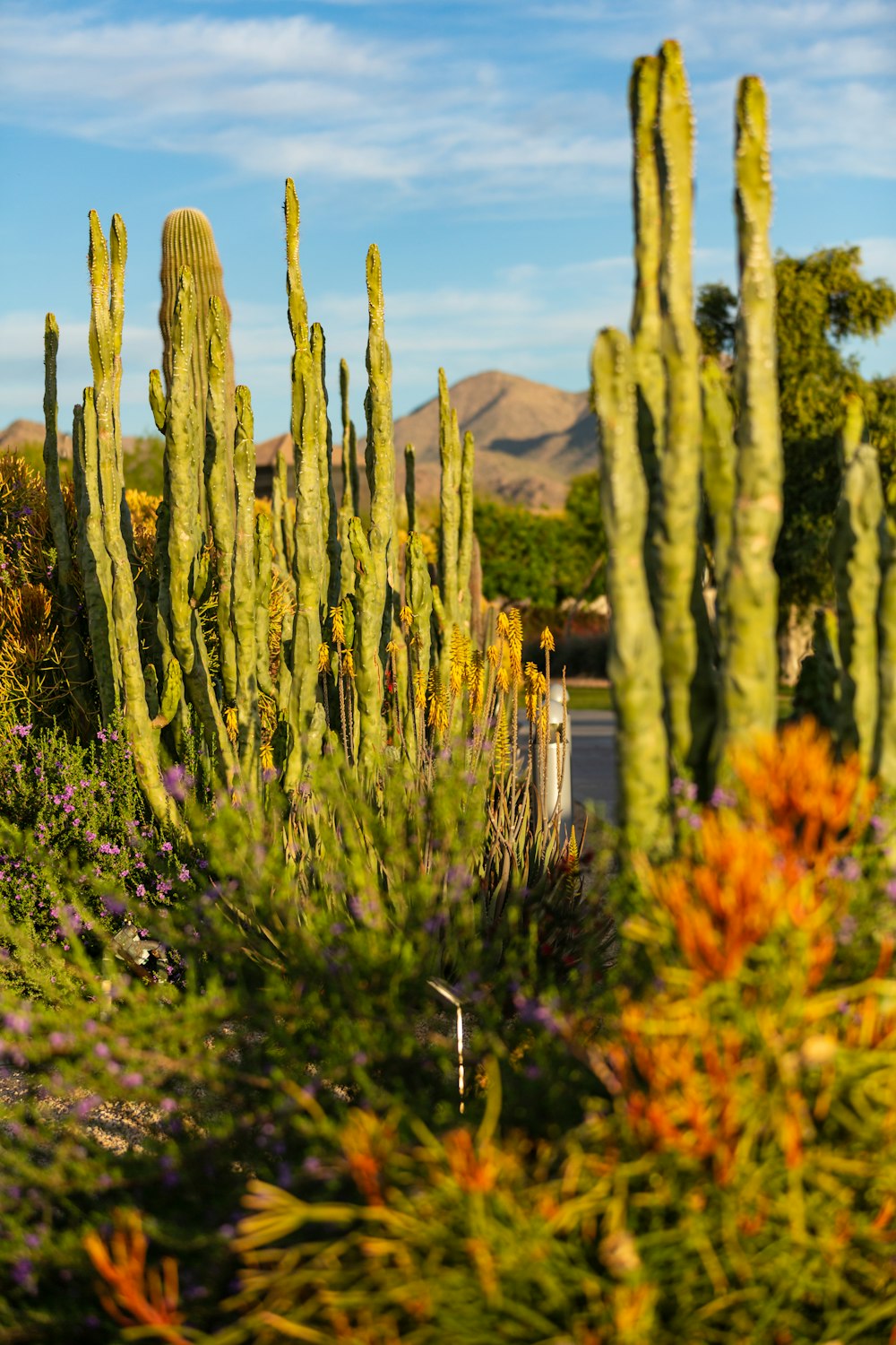 a large group of cactus plants in a garden