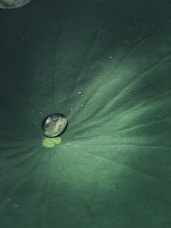 a drop of water sitting on top of a green leaf