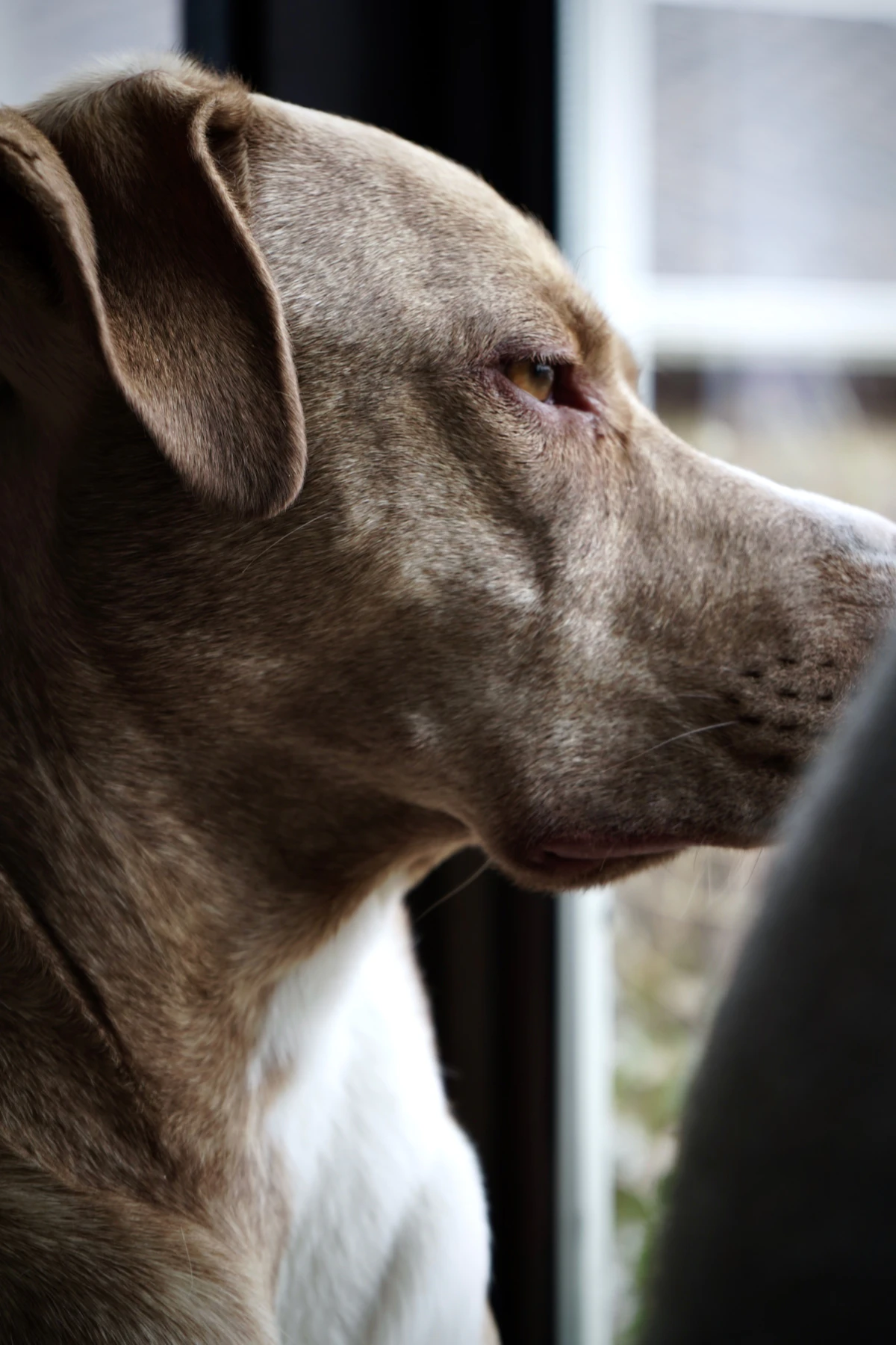 A calm brown and white dog resting at home and looking out through a window