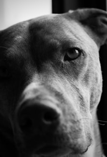 A close-up black and white portrait of a dog, focusing on its eye and nose with soft lighting highlighting the texture of its fur.