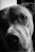 A close-up black and white portrait of a dog, focusing on its eye and nose with soft lighting highlighting the texture of its fur.