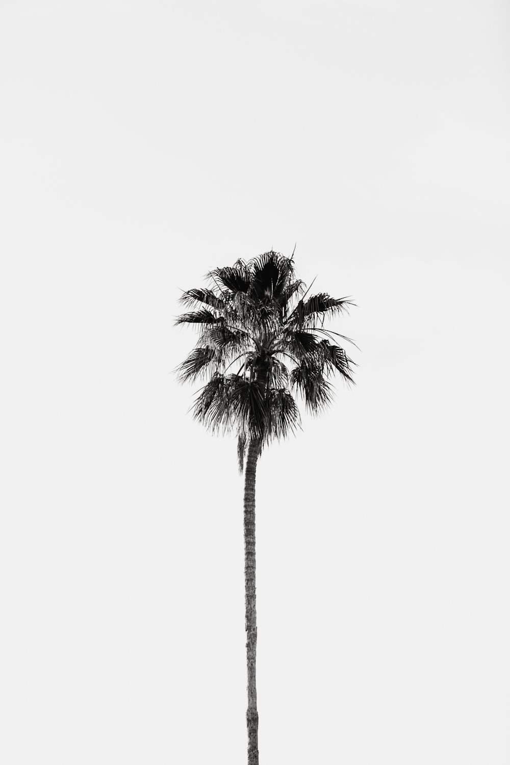 Une photo en noir et blanc d’un palmier