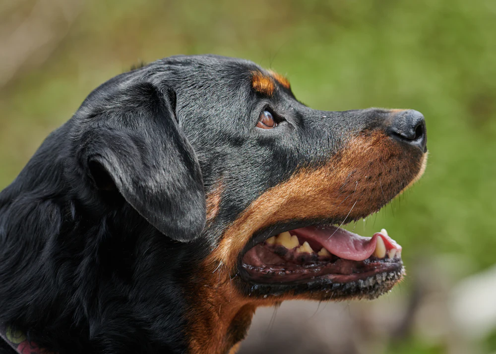 Rottweiler, photo 4