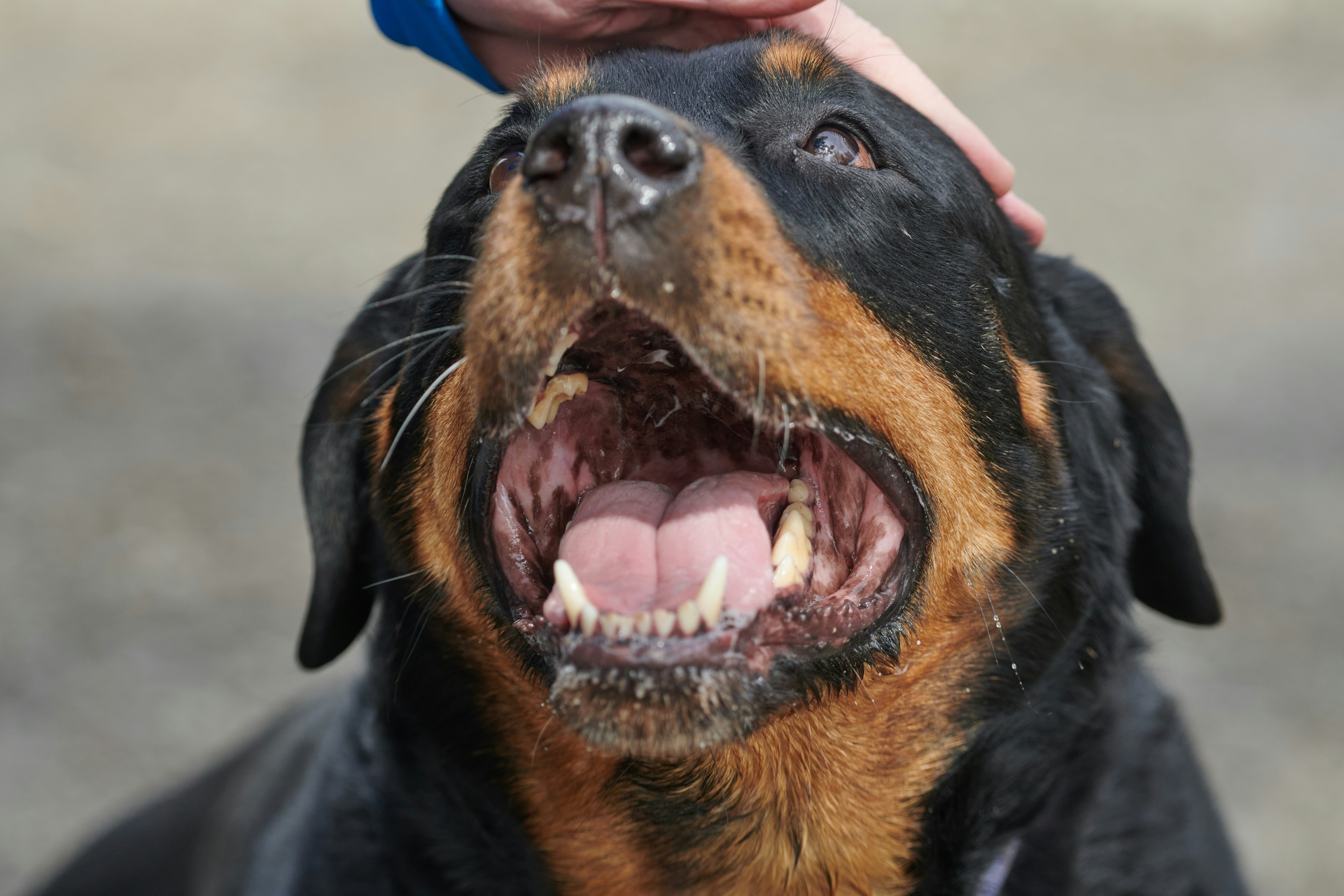 do rottweilers shed