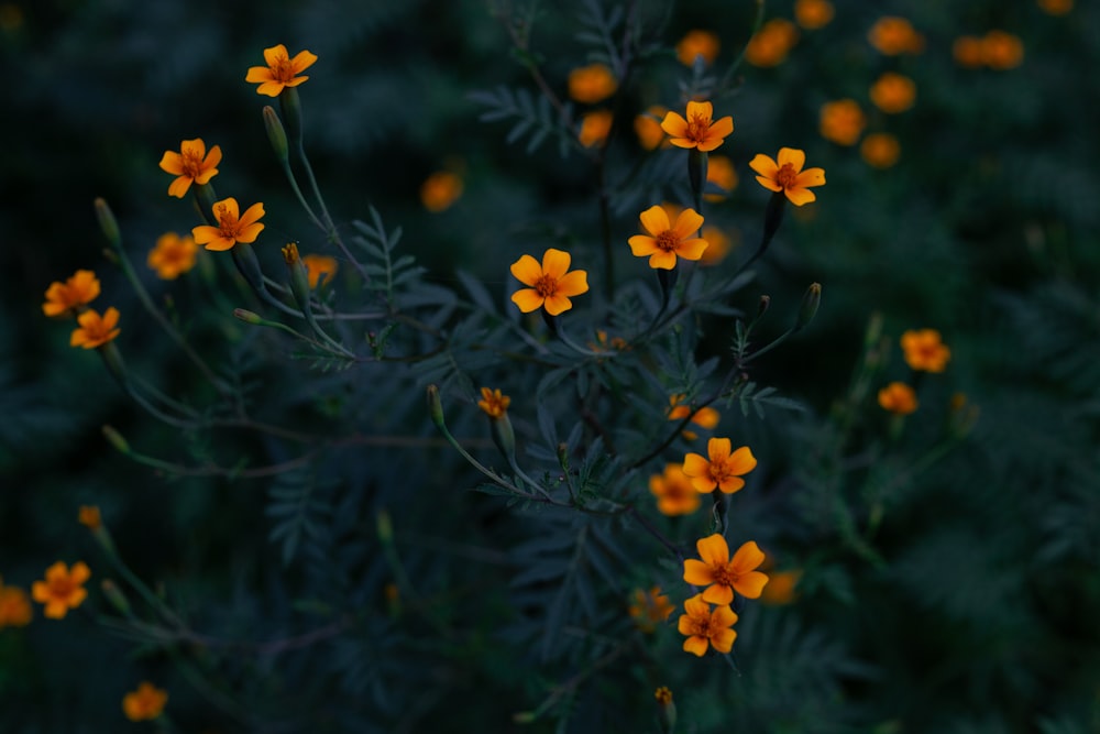 a bunch of small yellow flowers in a field