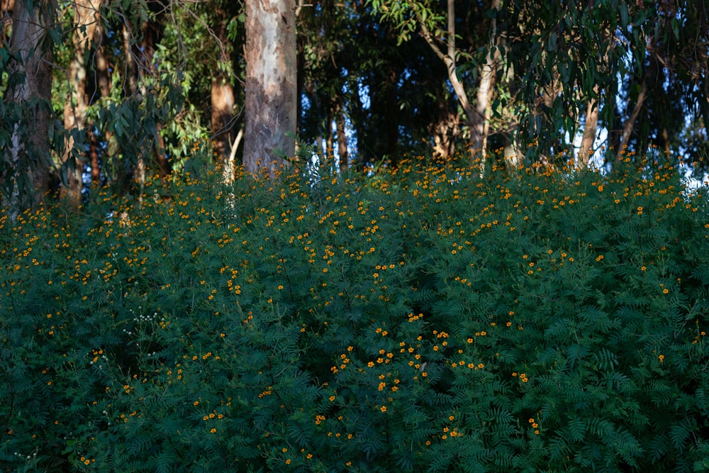a field of yellow flowers and trees in the background
