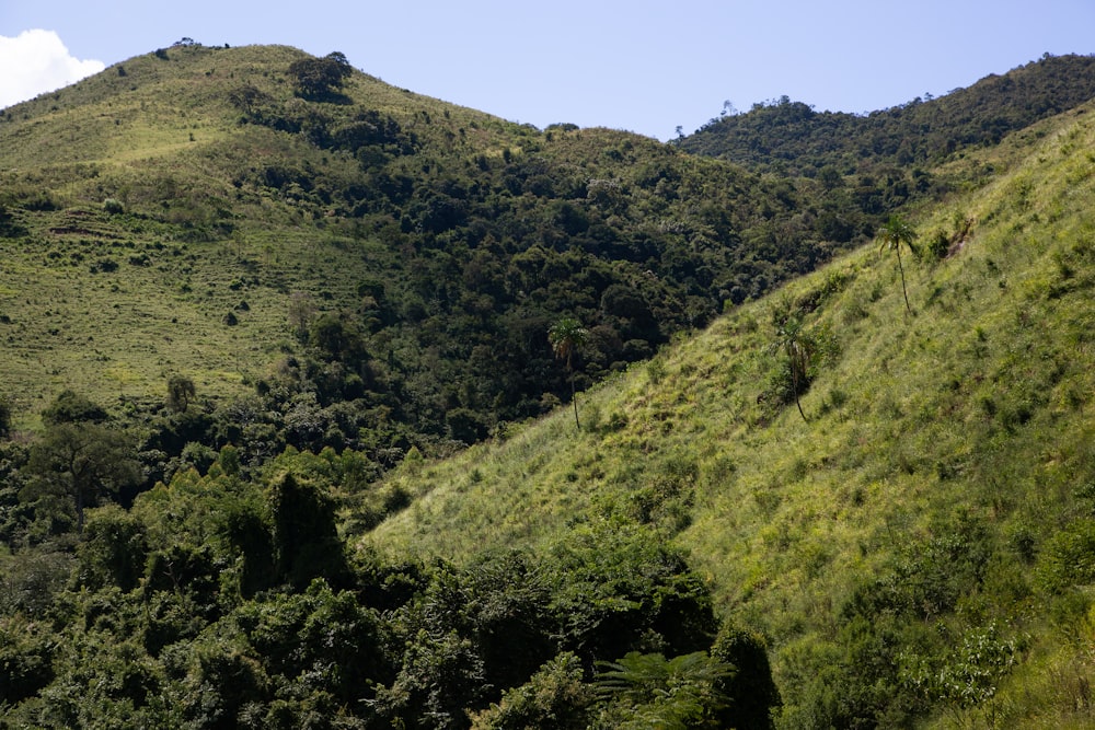 a lush green hillside covered in lots of trees