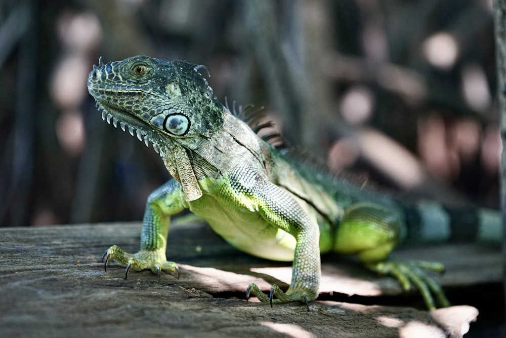 a green iguana sitting on a wooden surface