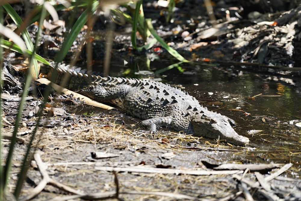 a large alligator is laying in the water