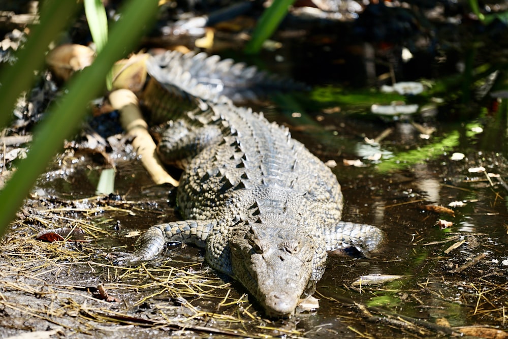 a large alligator laying on the ground in the water