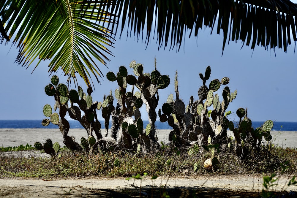 a group of cactus plants on a sandy beach