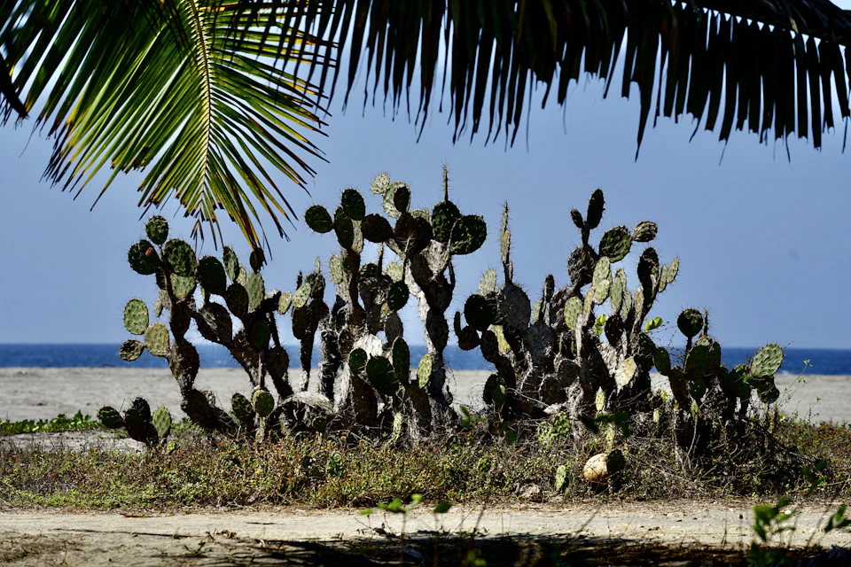 The image depicts a serene beach scene with a group of cacti plants and palm trees. The cacti, varying in size and shape, are scattered across the sandy beach, some standing tall while others have grown into small shrubs or bushes. A few of these cacti are positioned under the shade provided by the palm trees that tower over them. In the background, a body of water can be seen, adding to the tranquil atmosphere of the scene.