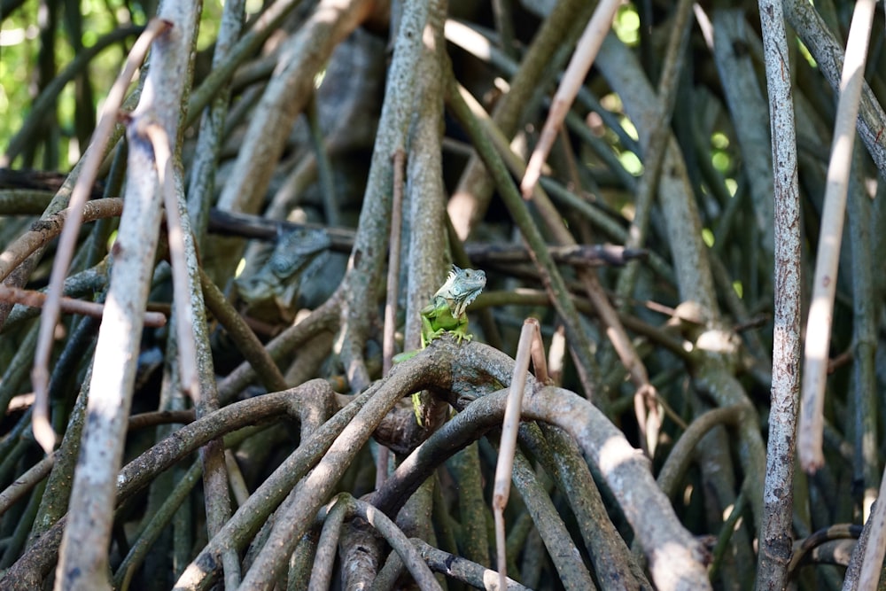 a small lizard sitting on top of a pile of branches