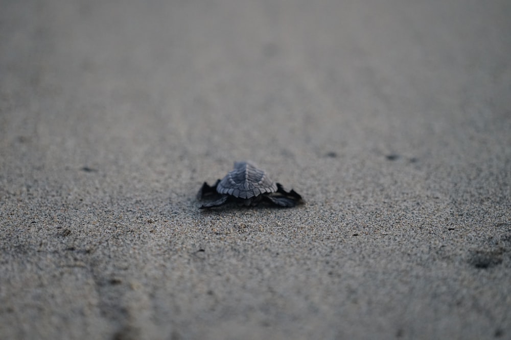 a small turtle crawling on a sandy beach