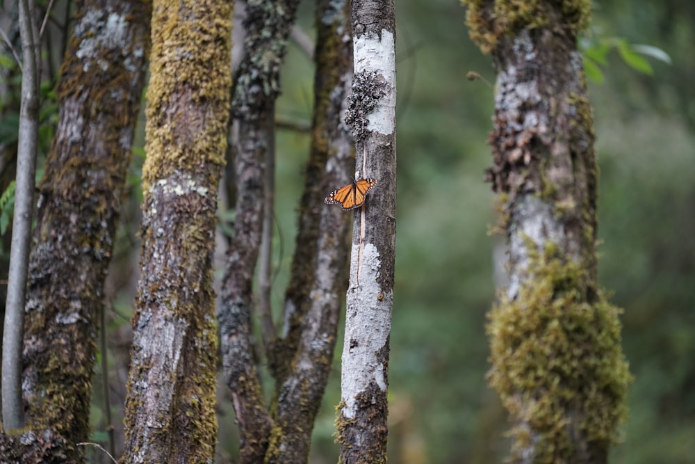Una pequeña mariposa naranja sentada en un árbol