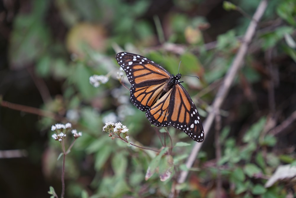 a close up of a butterfly on a plant