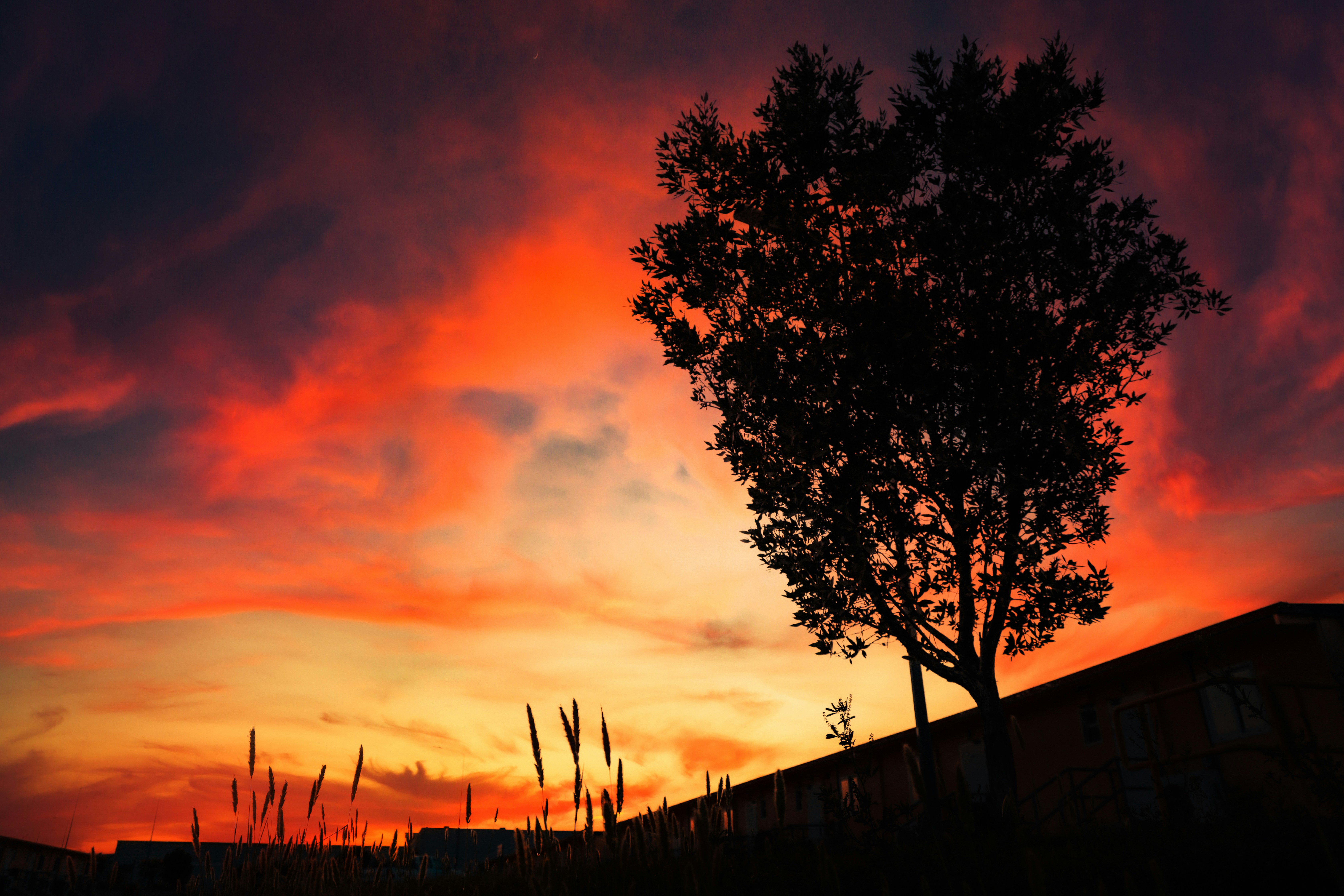 a tree is silhouetted against a colorful sunset