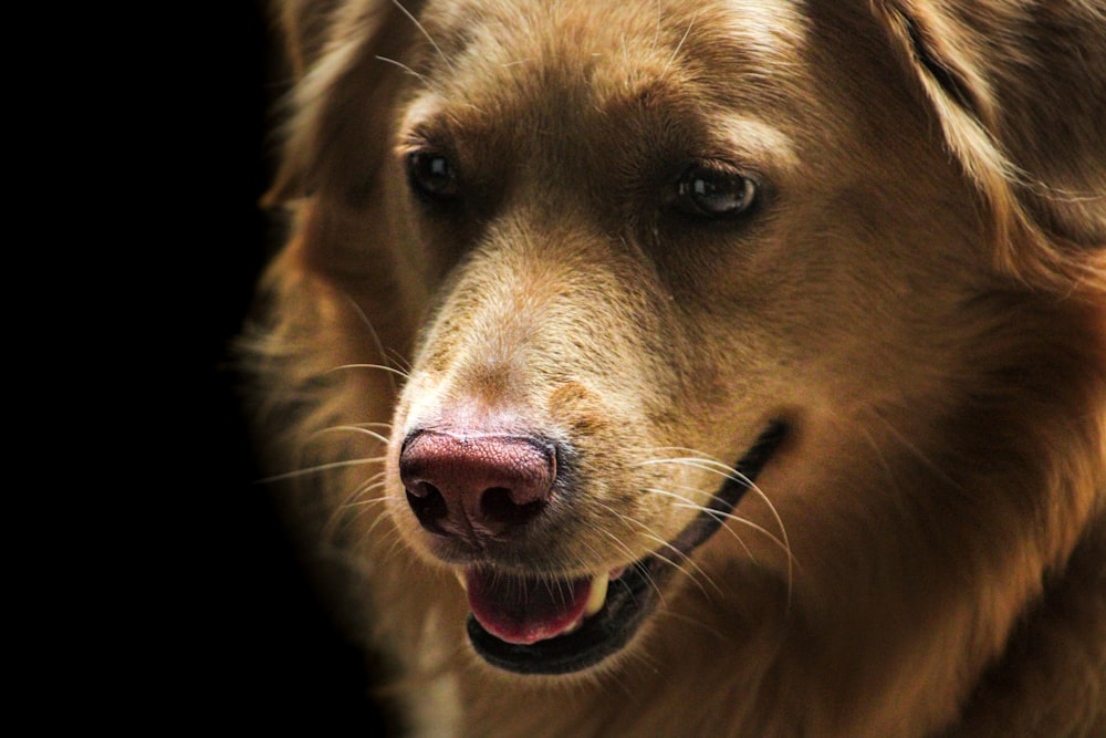 a close up of a dog's face with a black background