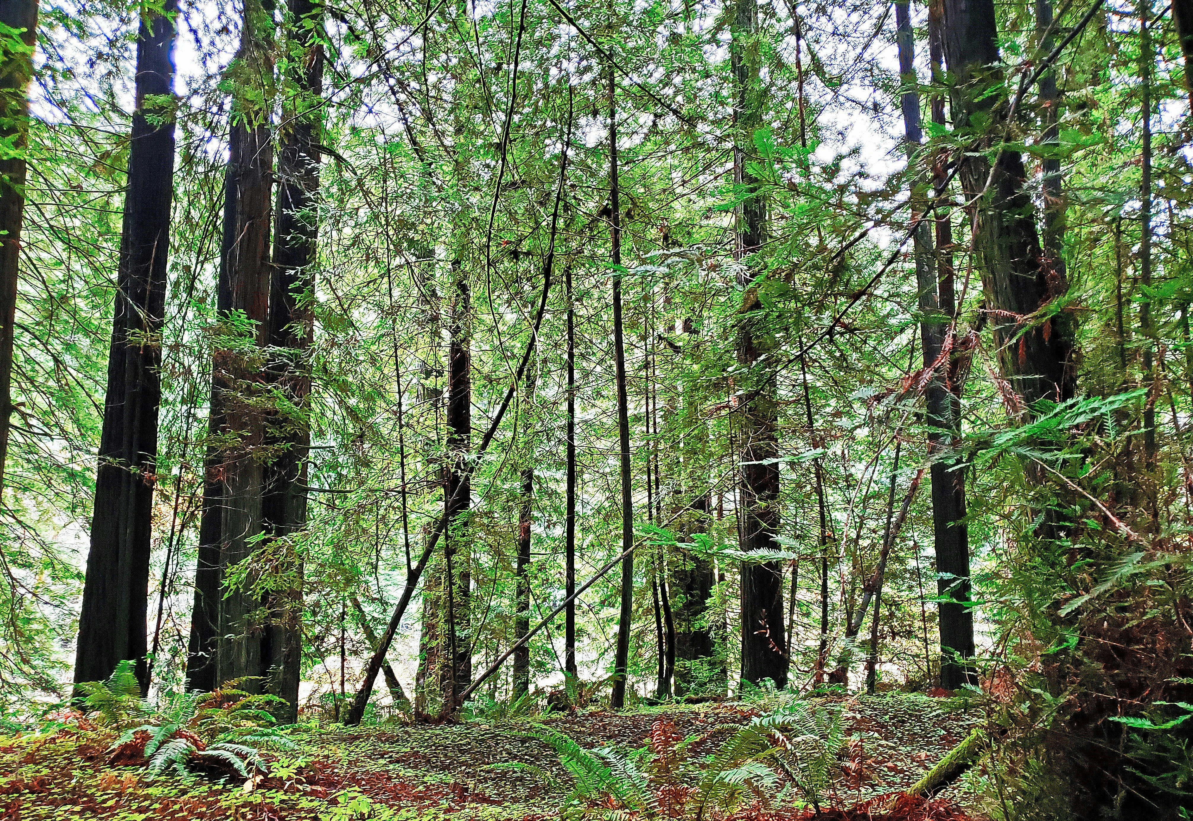 Stop image for Lost Coast Adventure: Humboldt to Mendocino in 3 Days - a forest filled with lots of tall trees -  in Pacific Northwest & West Coast - Photo by Kevin Dunlap on Unsplash