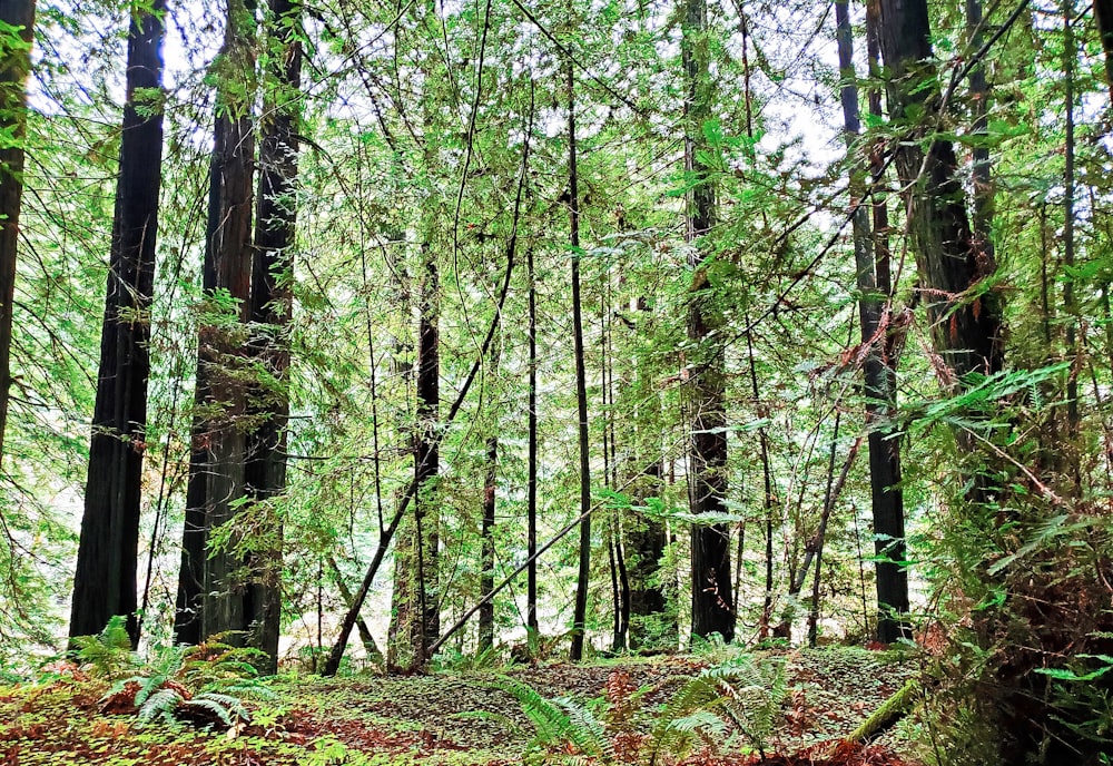 a forest filled with lots of tall trees