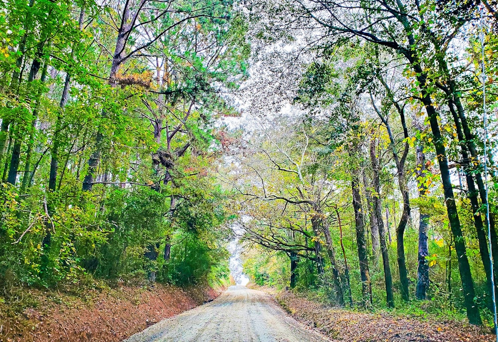 a dirt road in the middle of a forest