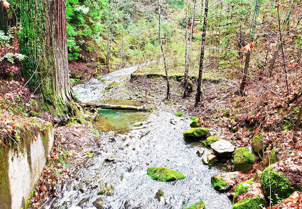 a stream running through a lush green forest