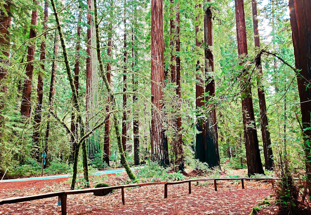 a bench in the middle of a forest