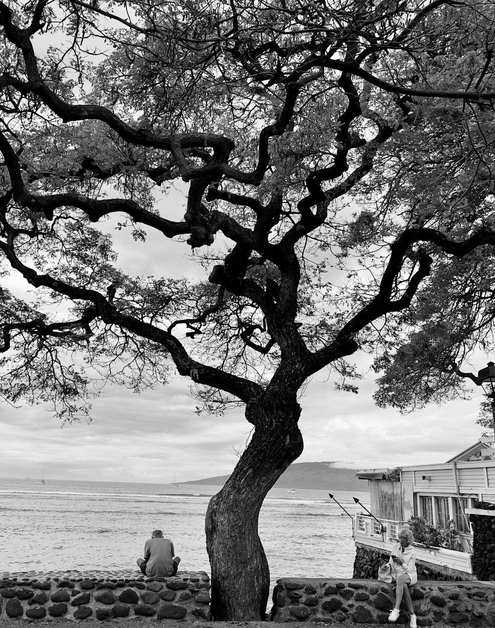 uma foto em preto e branco de um homem sentado em um banco ao lado de uma árvore